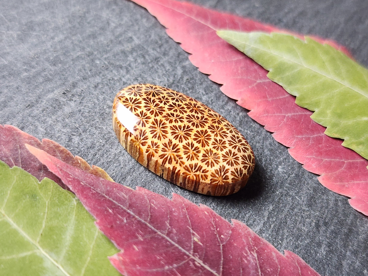 Fossilized Coral