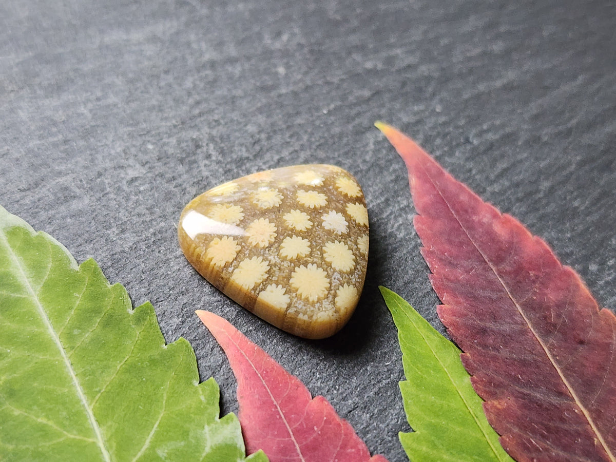Fossilized Coral