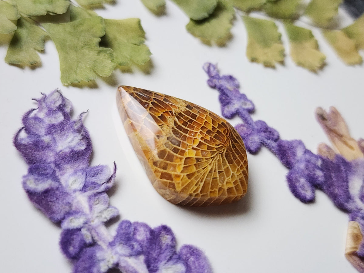 Fossilized Coral