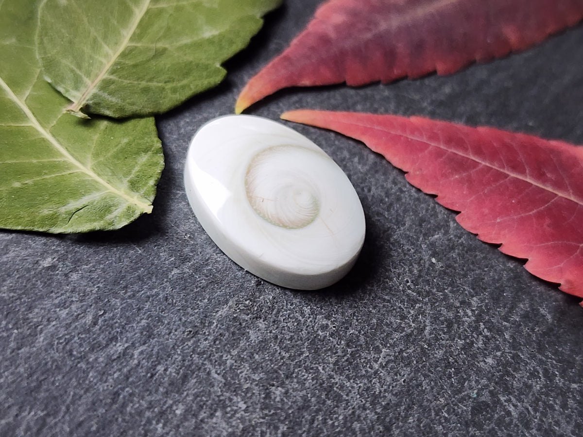 Shiva shell