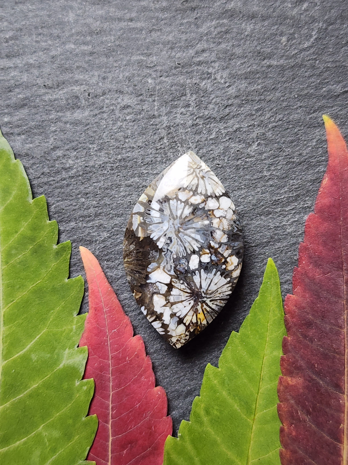 Fossilized Coral