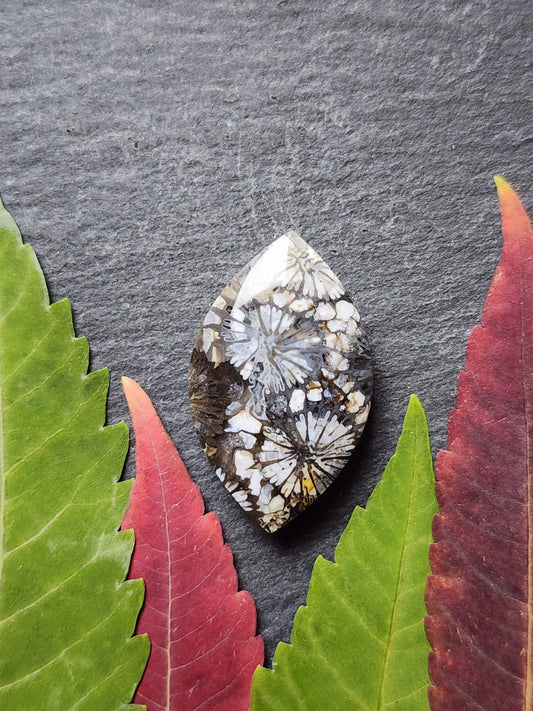 Fossilized Coral