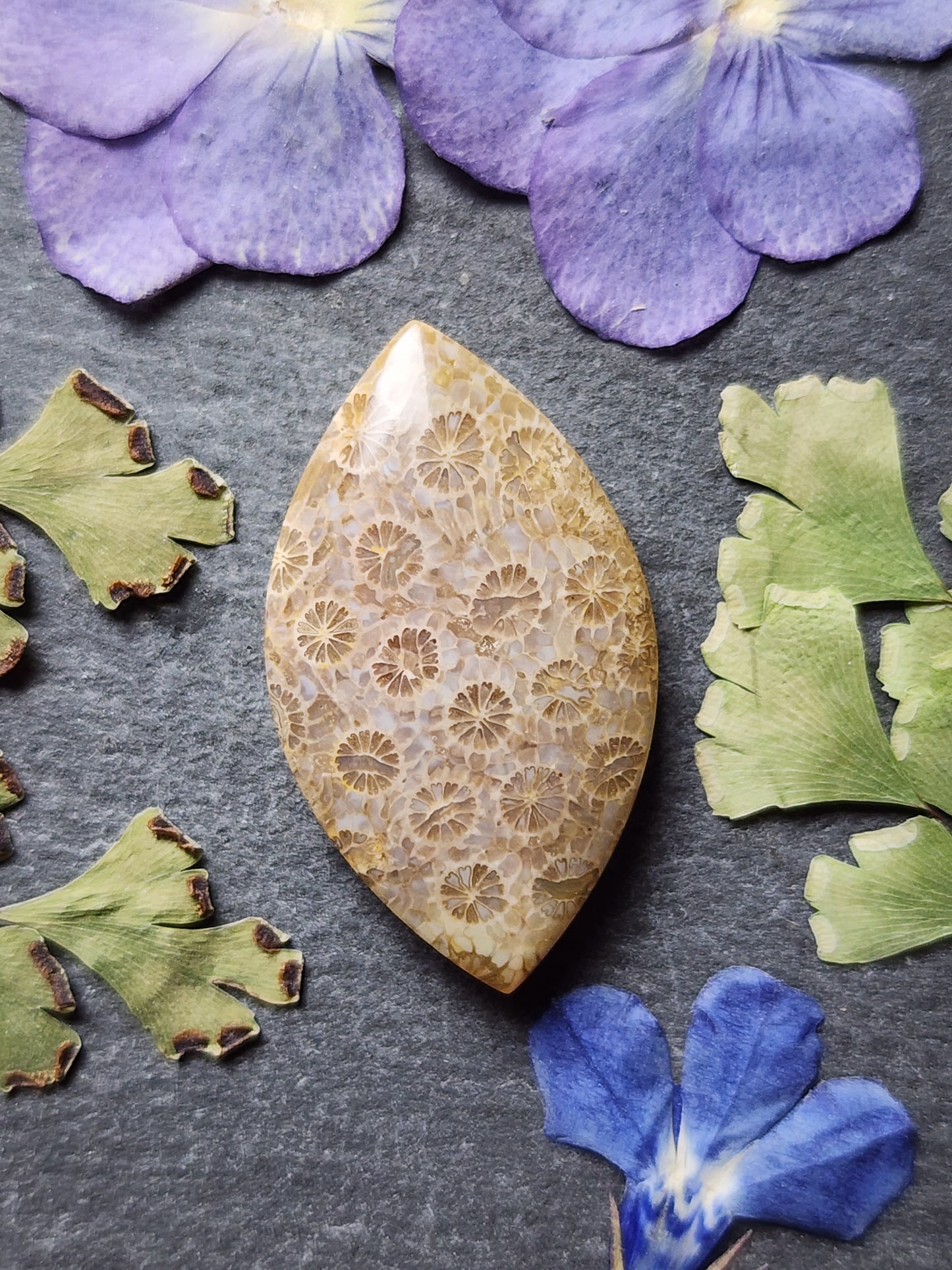 Fossilized coral