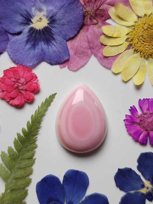 Pink Conch shell