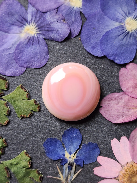 Pink conch shell