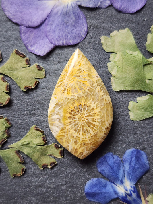 Fossilized Coral