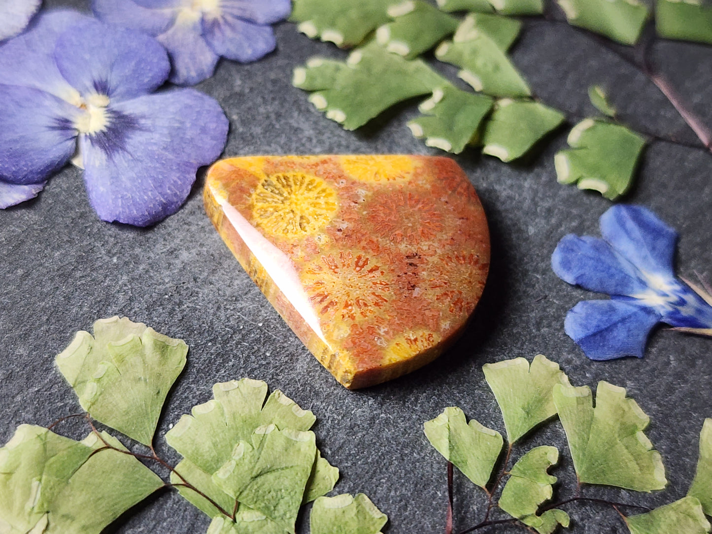 Fossilized coral