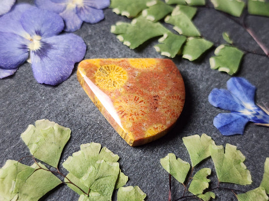 Fossilized coral