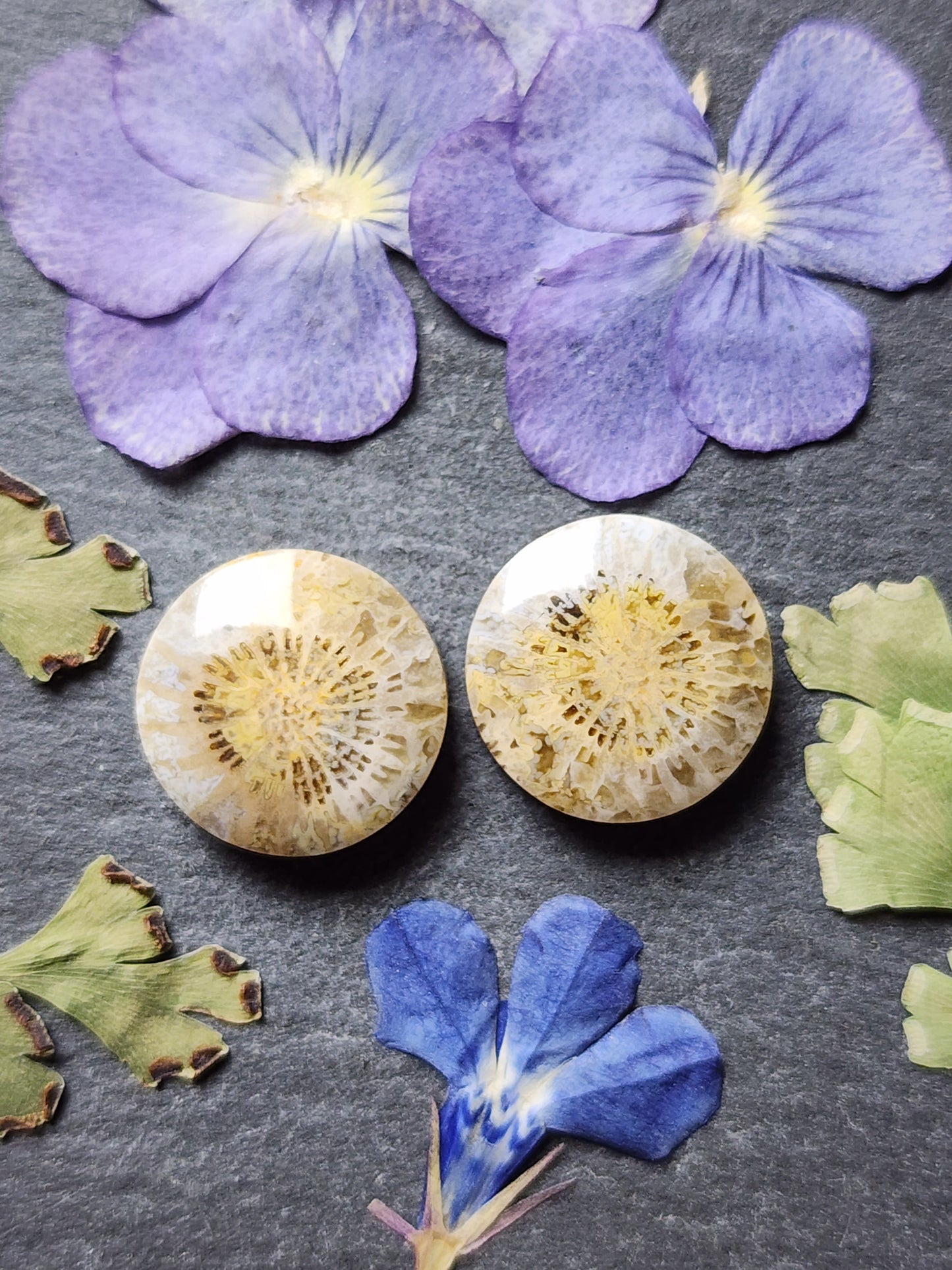 Fossilized coral pair