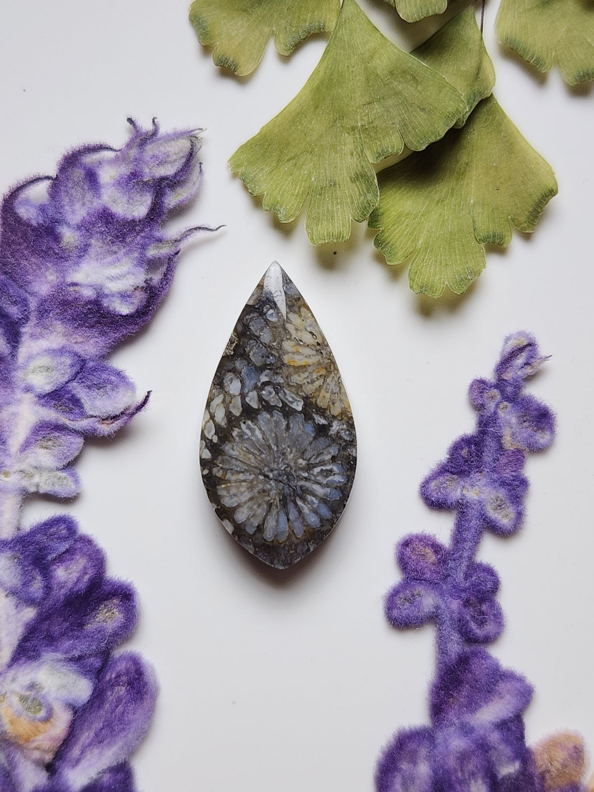 Fossilized Coral