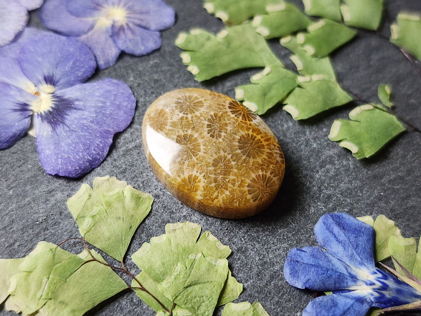 Fossilized Coral