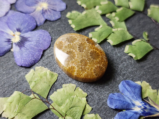 Fossilized Coral