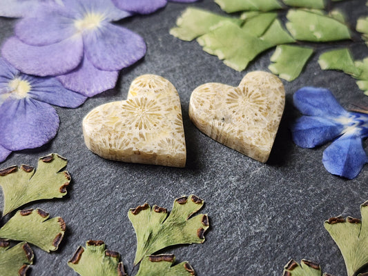 Fossilized Coral heart pair