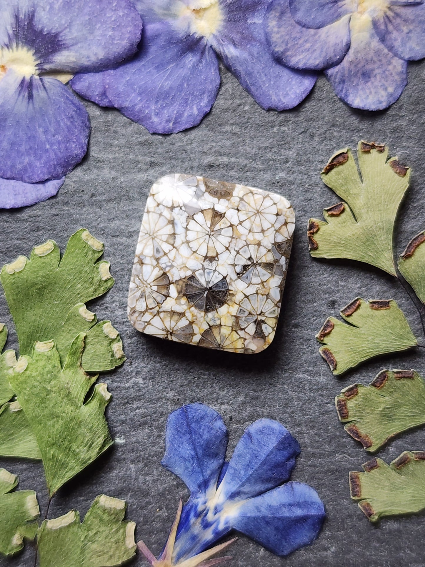 Fossilized Coral