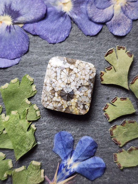 Fossilized Coral