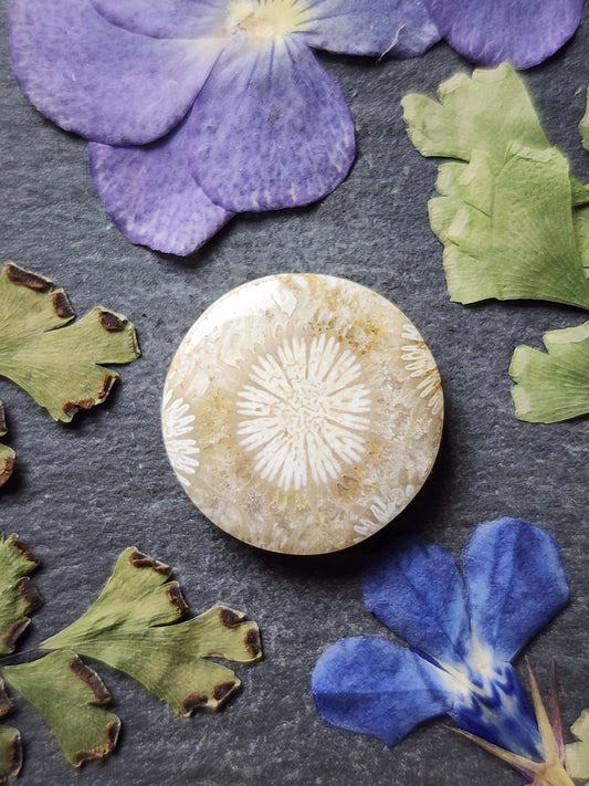 Fossilized Coral