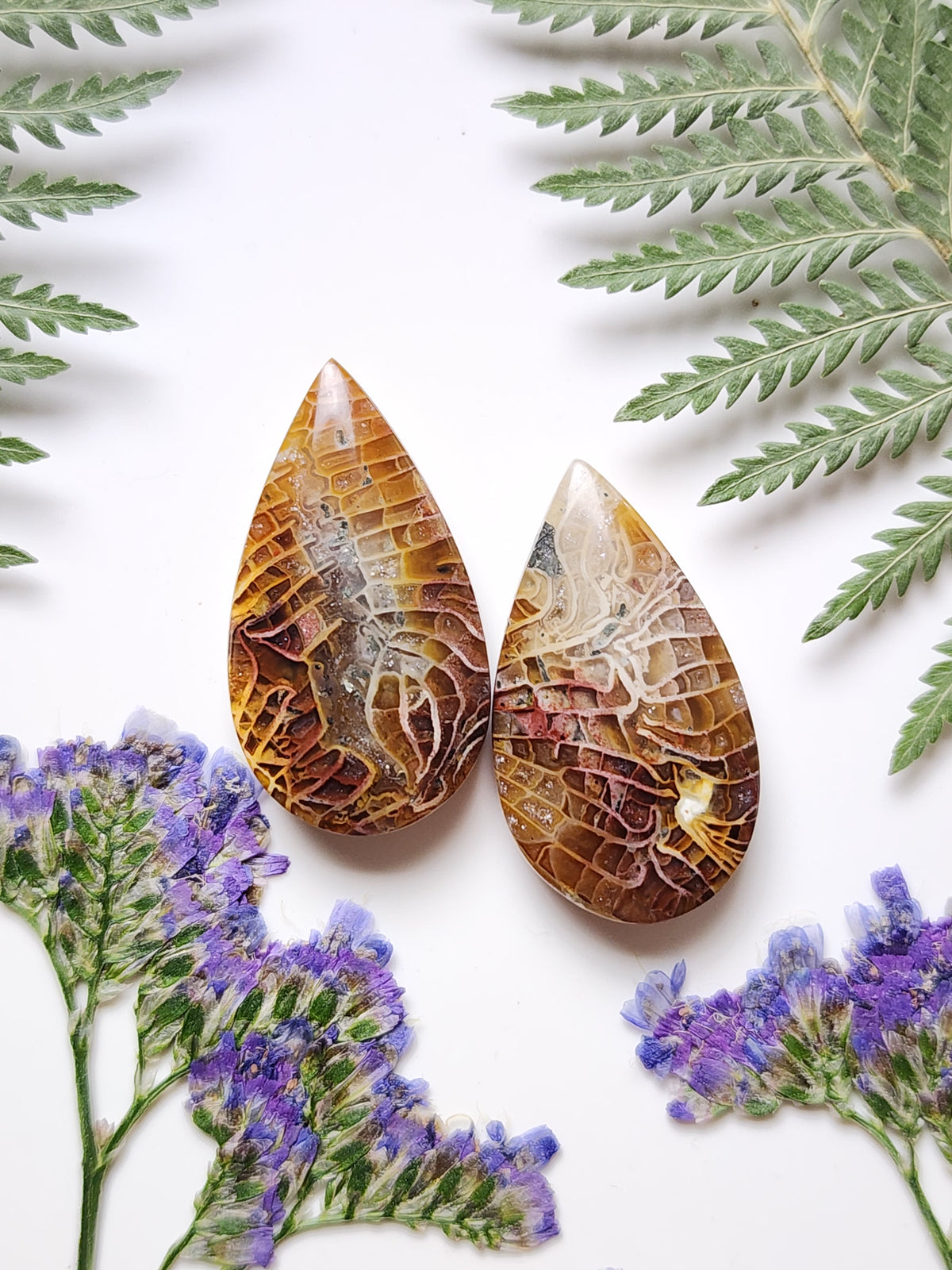 Fossilized coral pair