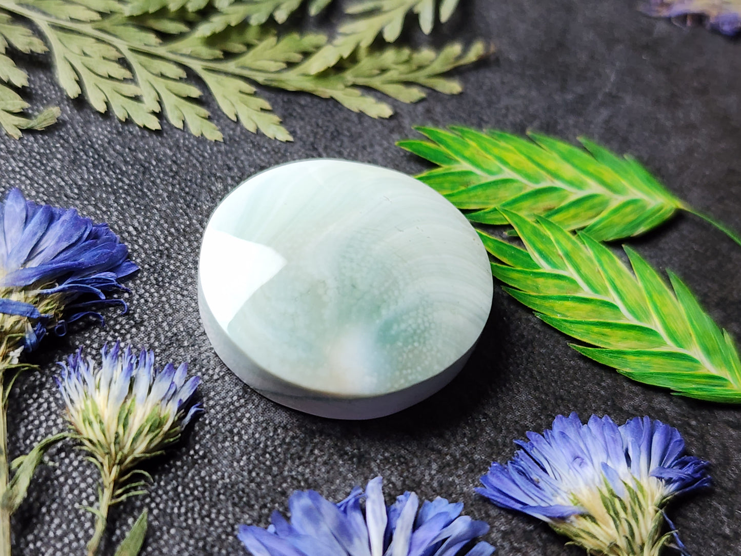 Shiva shell