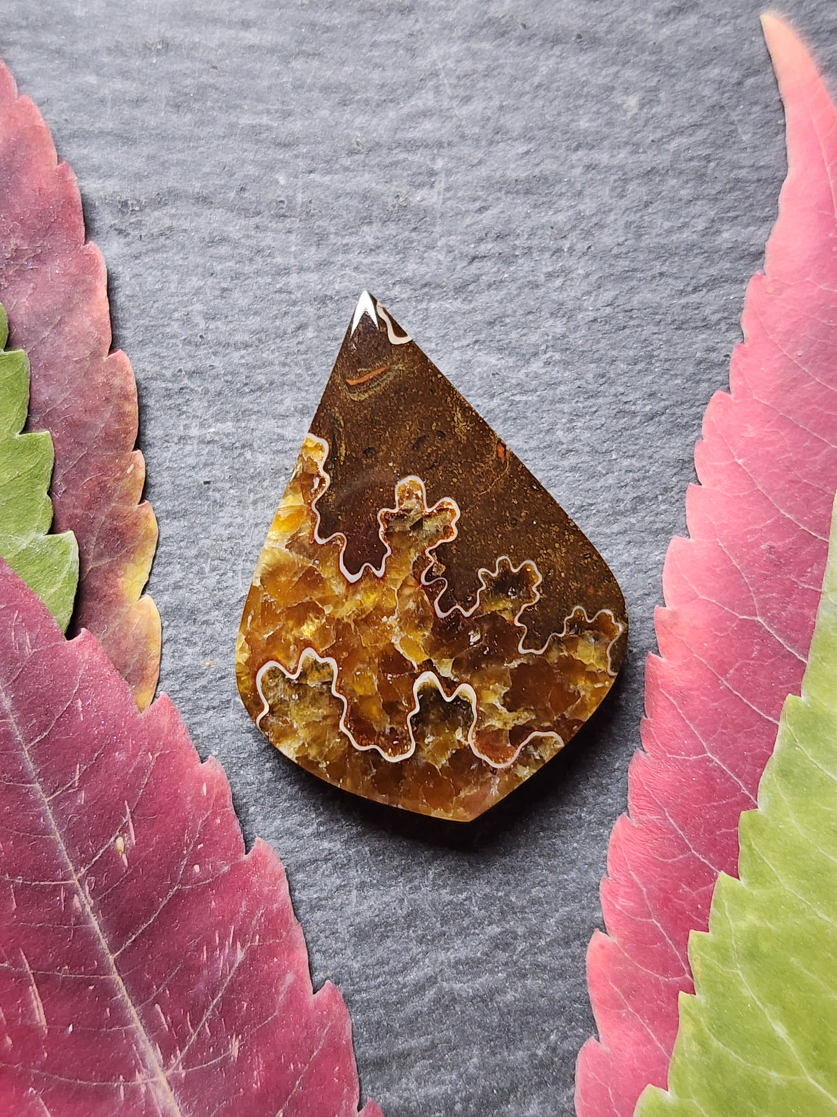 Suture Ammonite