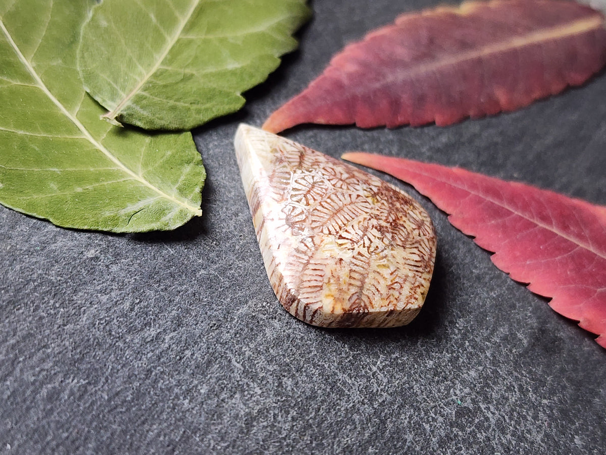 Fossilized coral