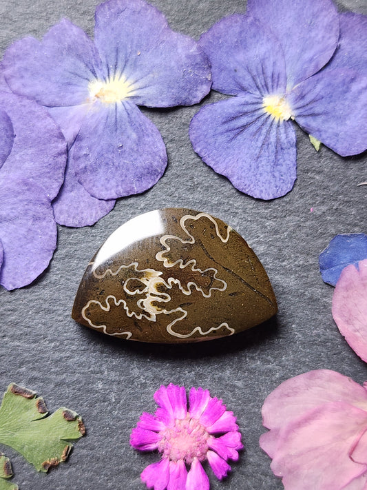 Suture Ammonite