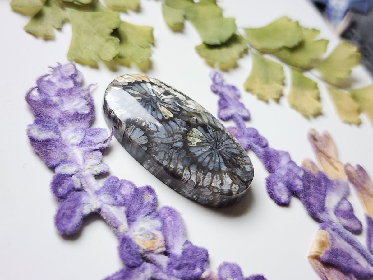 Fossilized Coral