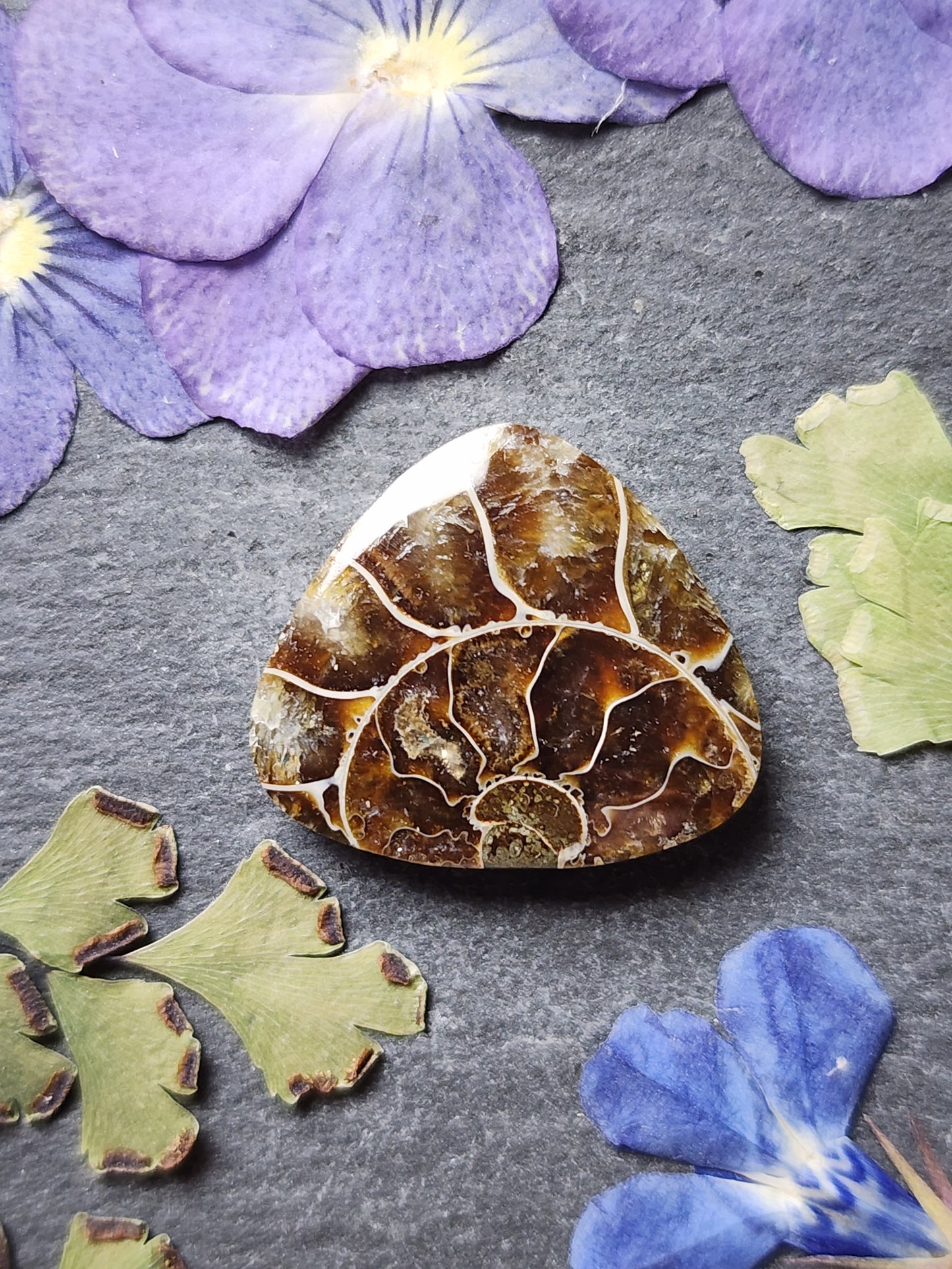 Ammonite Fossil
