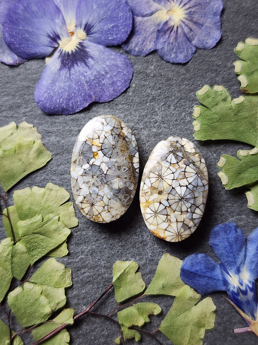 Fossilized coral pair