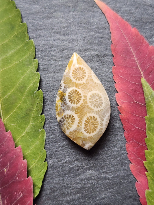 Fossilized Coral