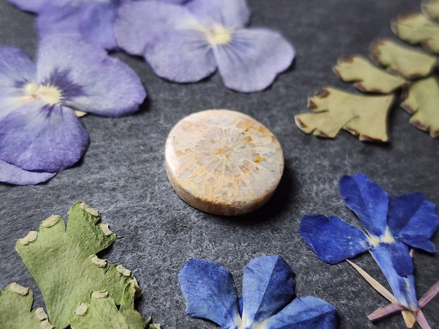 Fossilized coral