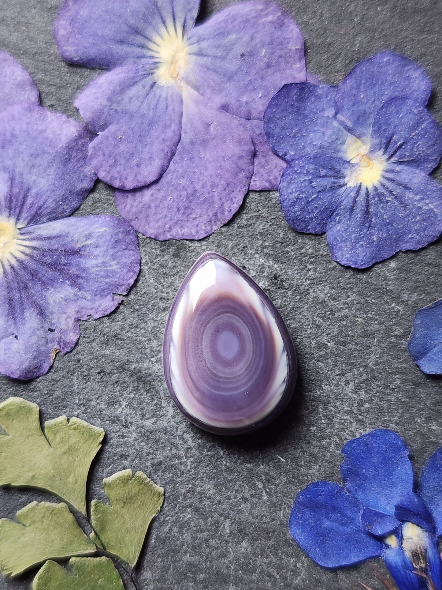 Wampum shell