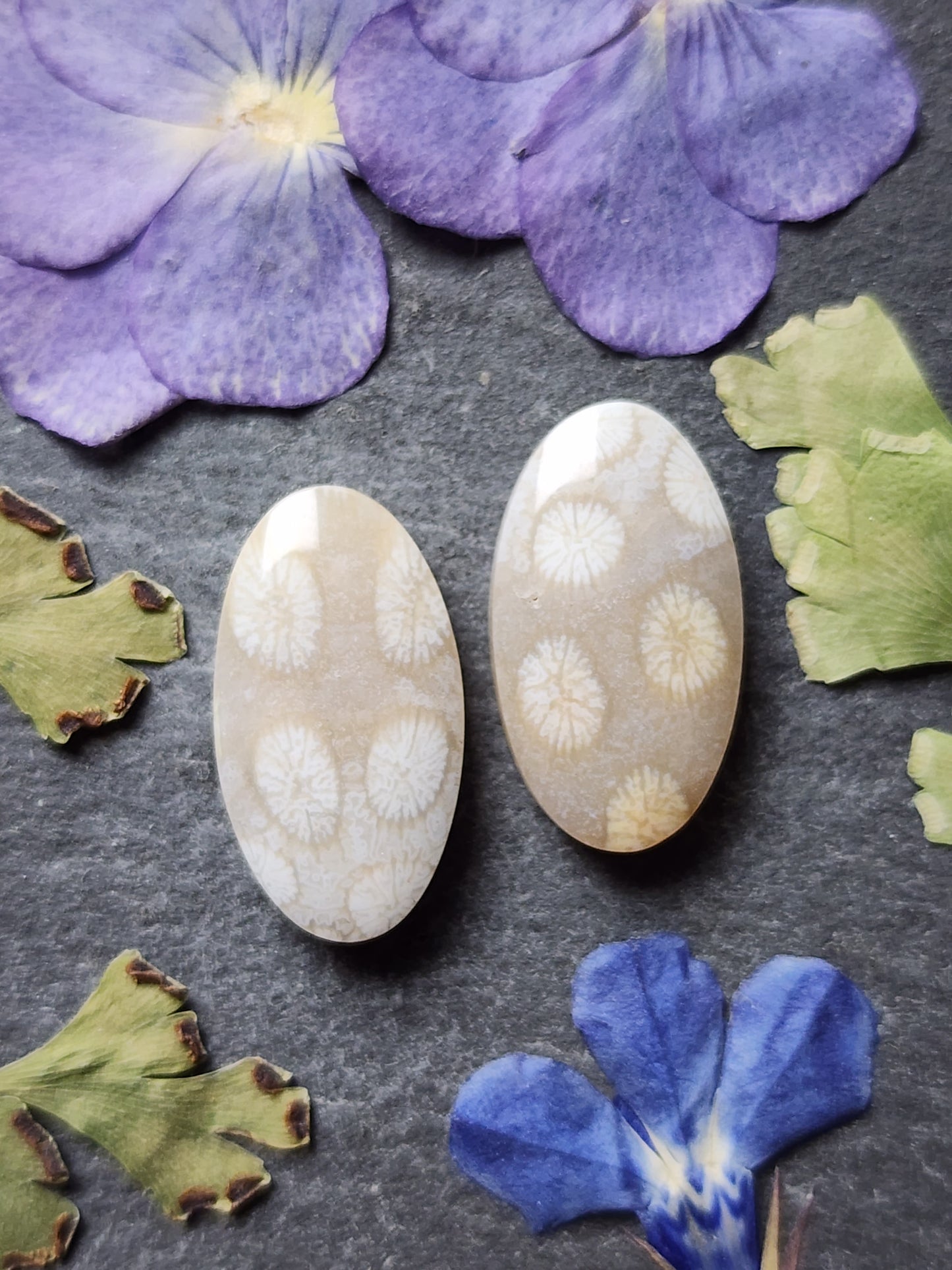 Fossilized coral pair
