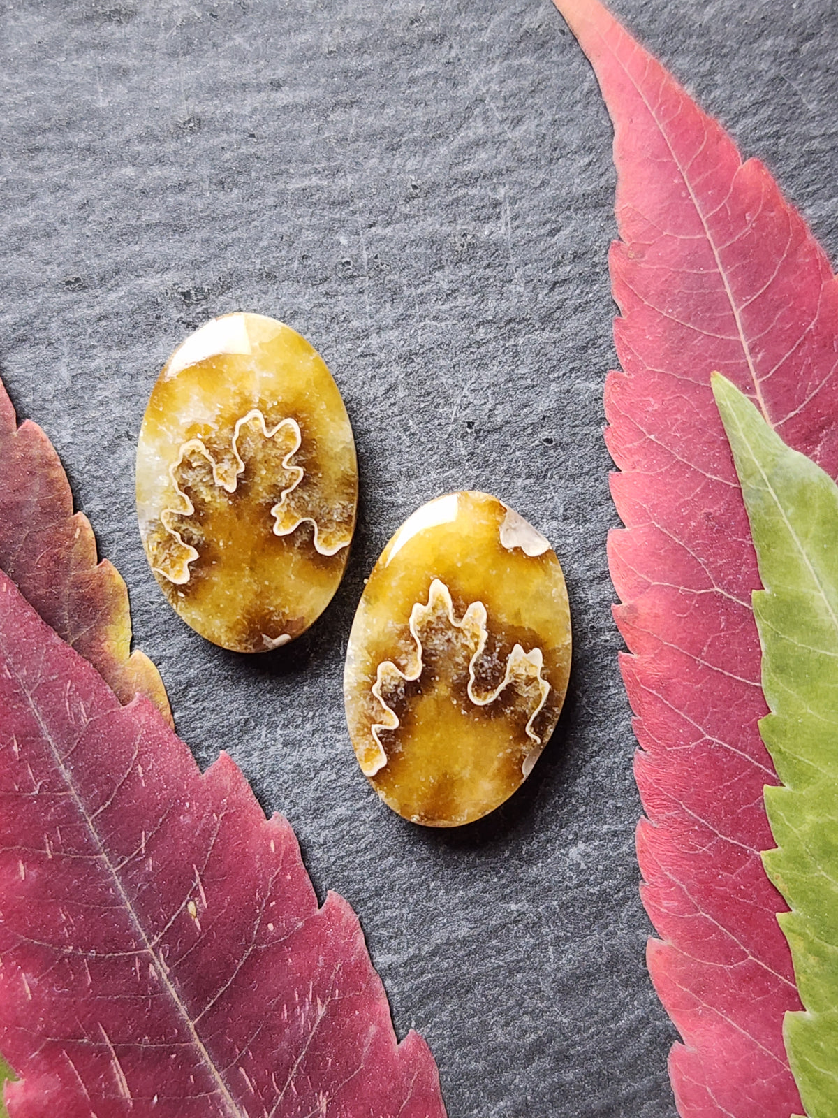 Suture Ammonite pair