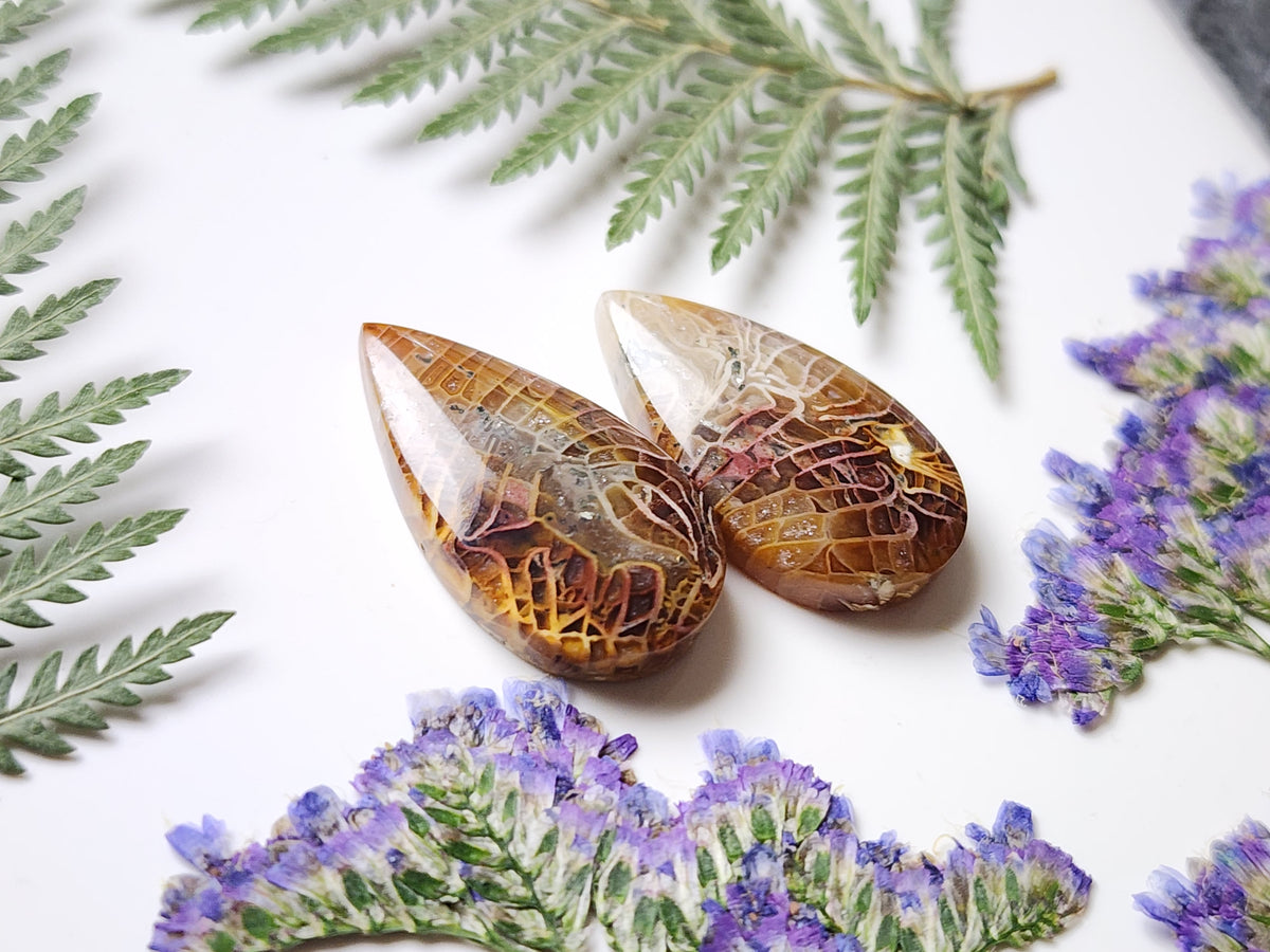 Fossilized coral pair