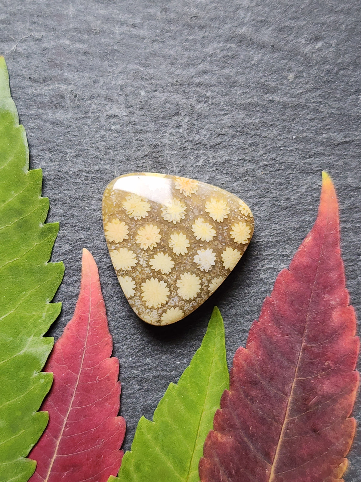 Fossilized Coral