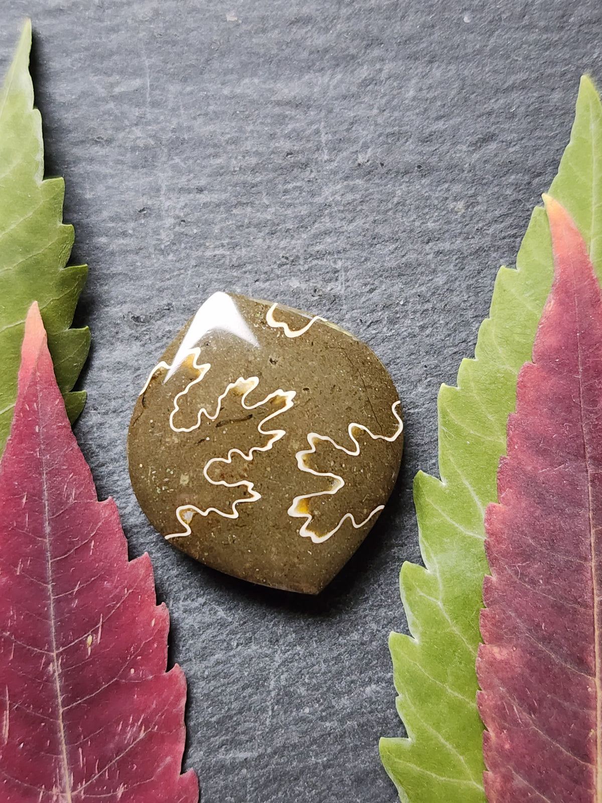 Suture Ammonite