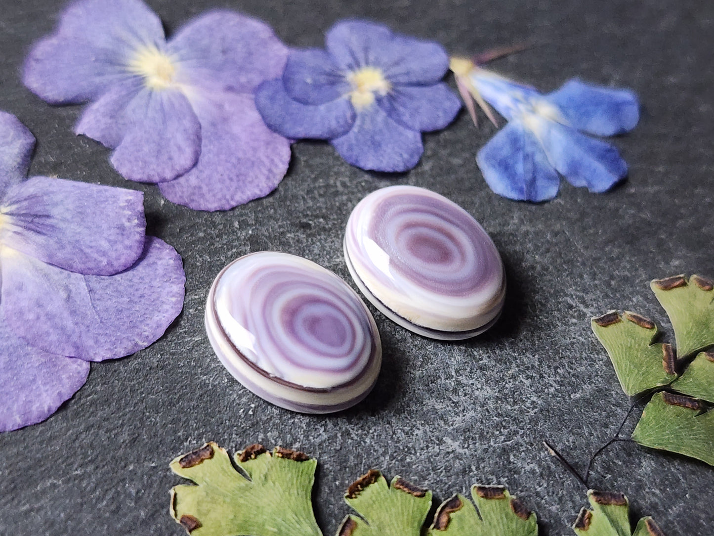 Wampum shell pair