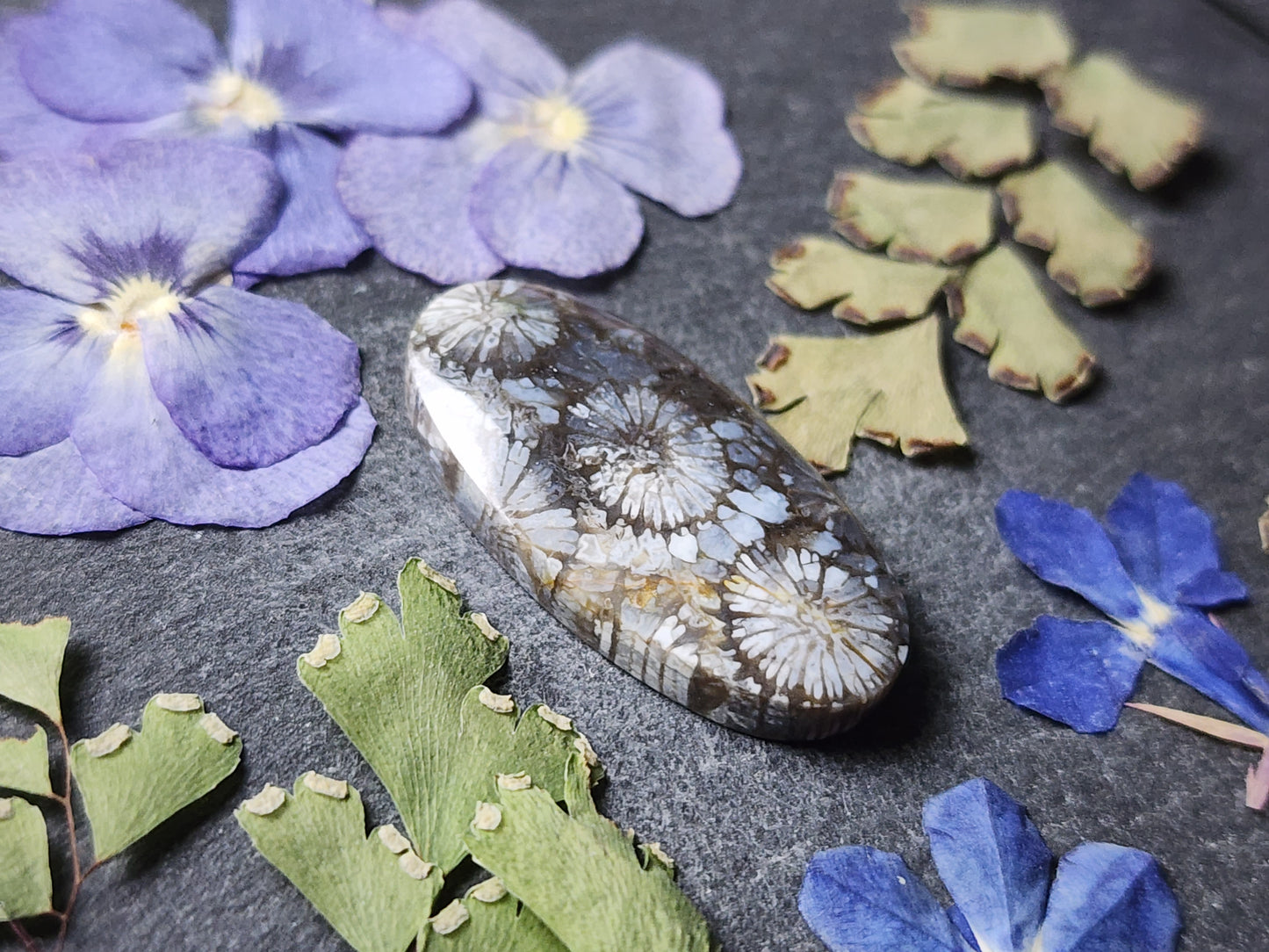 Fossilized Coral