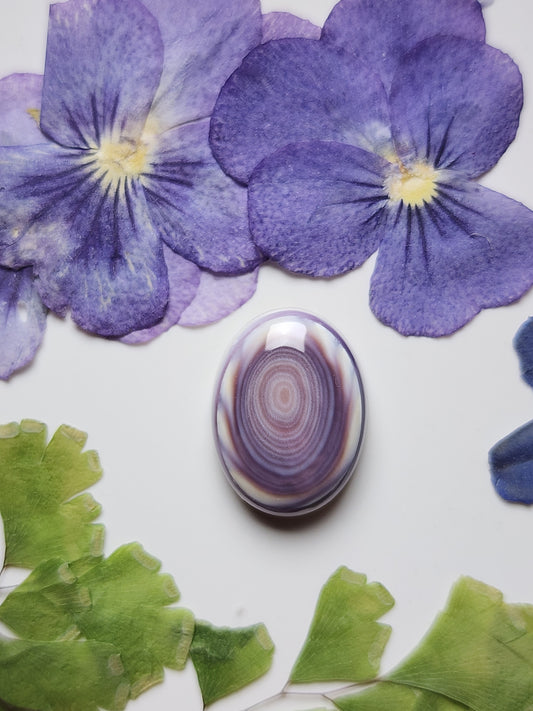 Wampum shell