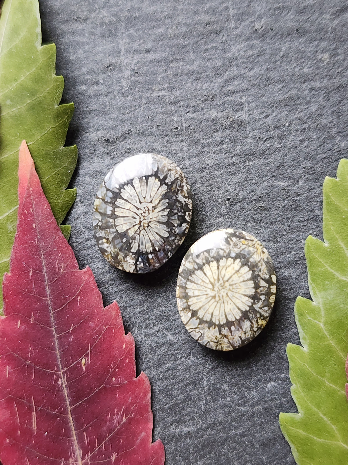 Fossilized Coral pair