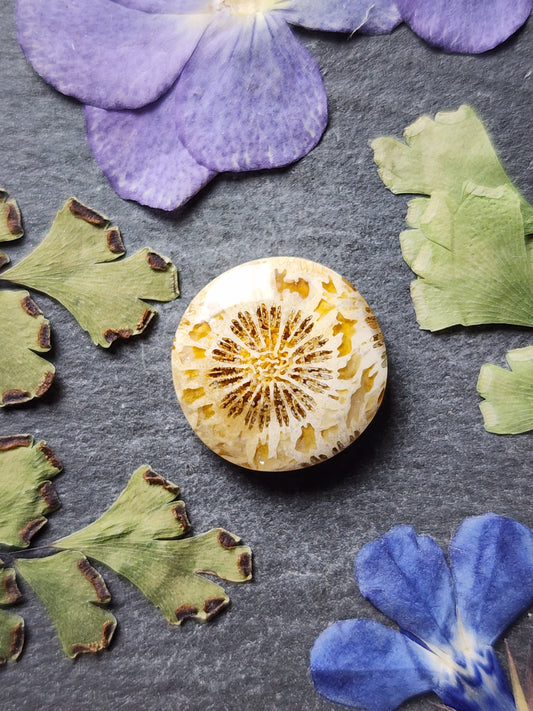 Fossilized Coral