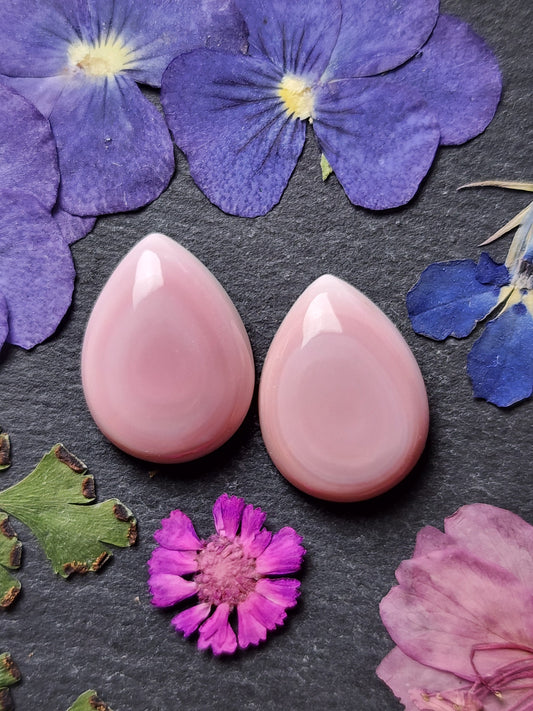 Pink Conch shell pair