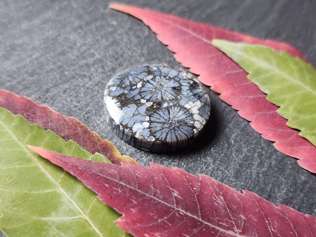 Fossilized Coral