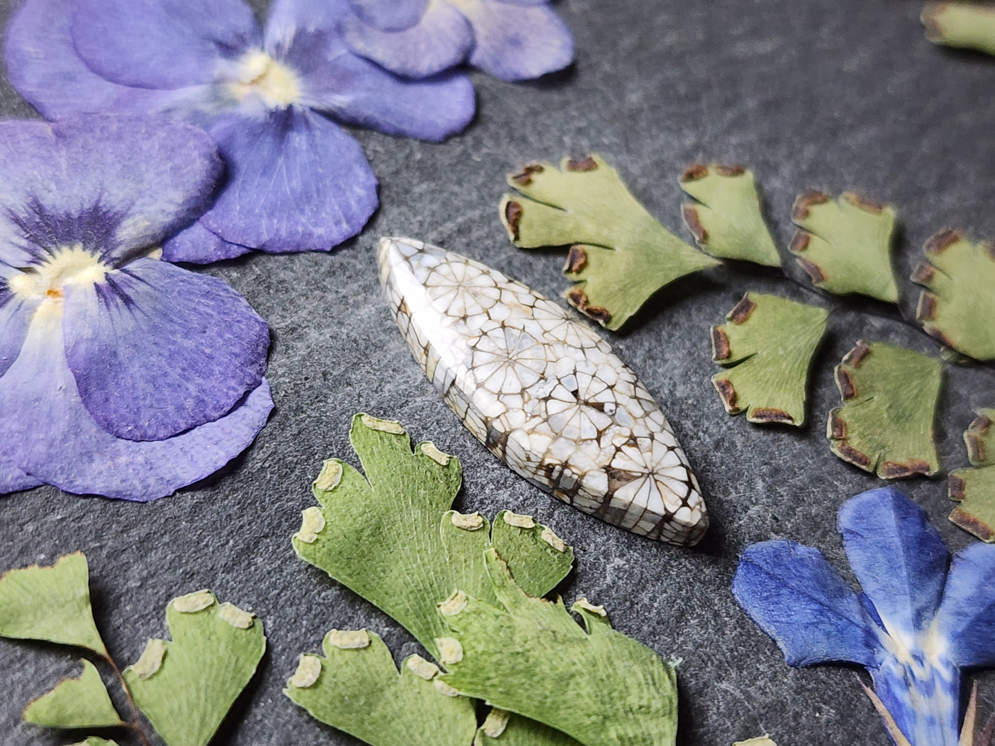 Fossilized Coral