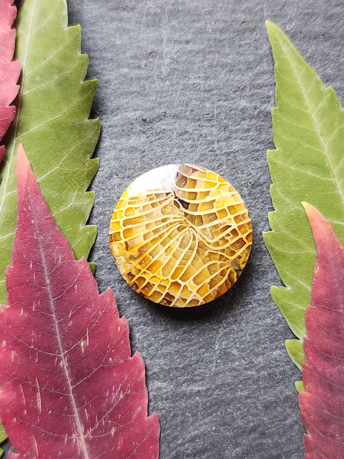 Fossilized Coral