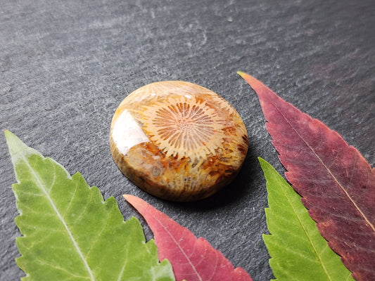 Fossilized Coral