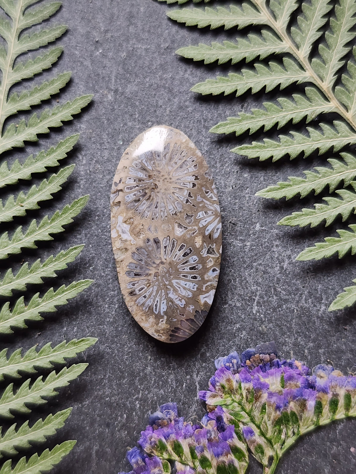 Fossilized coral