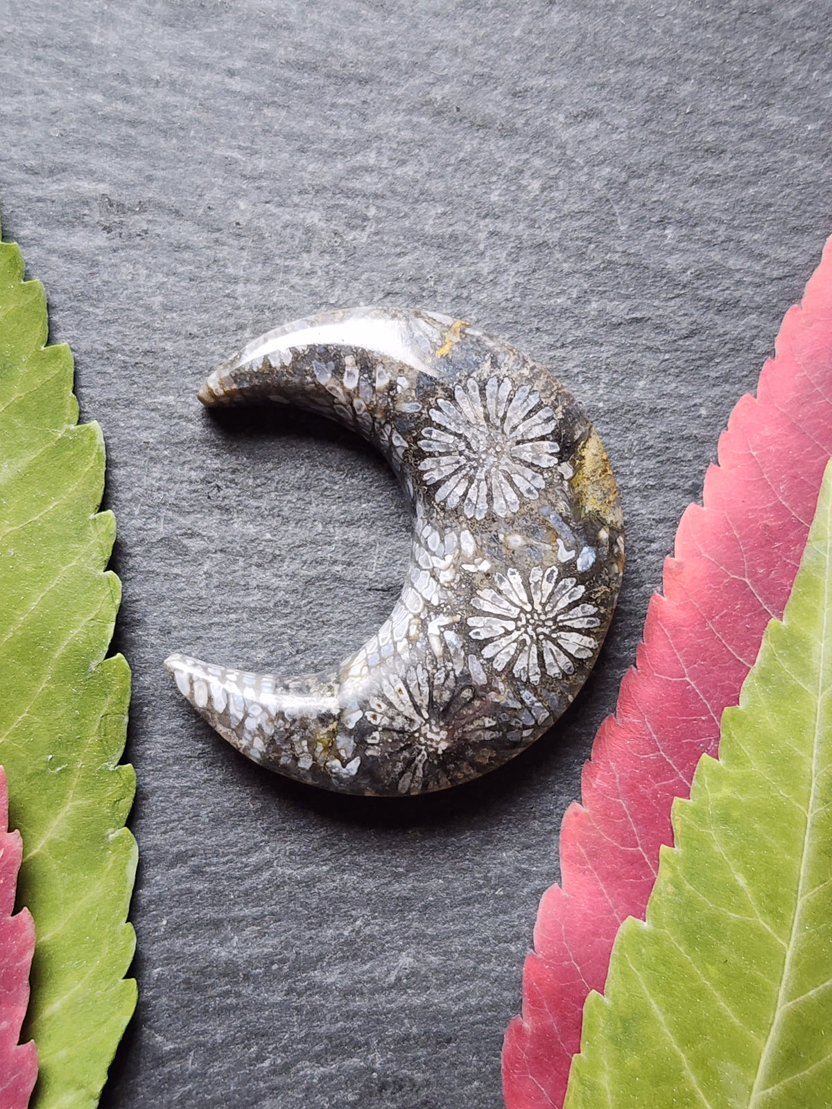 Fossilized Coral crescent