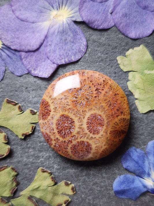 Fossilized Coral