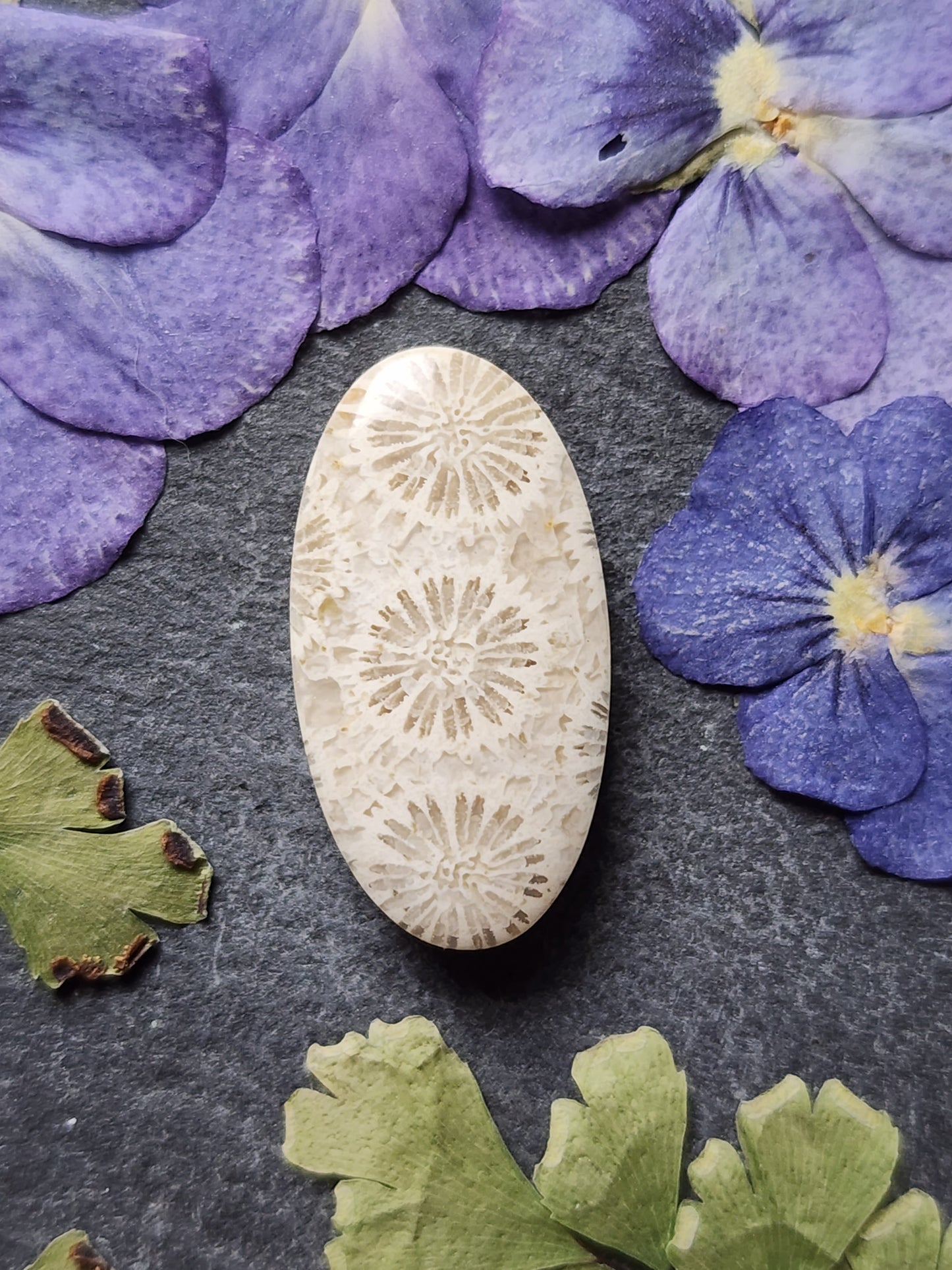 Fossilized Coral